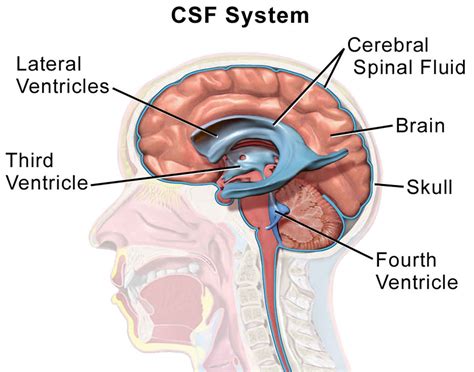 csf leaking from ears|Cerebrospinal Fluid Leak (CSF) Causes, Symptoms, & Treatment。